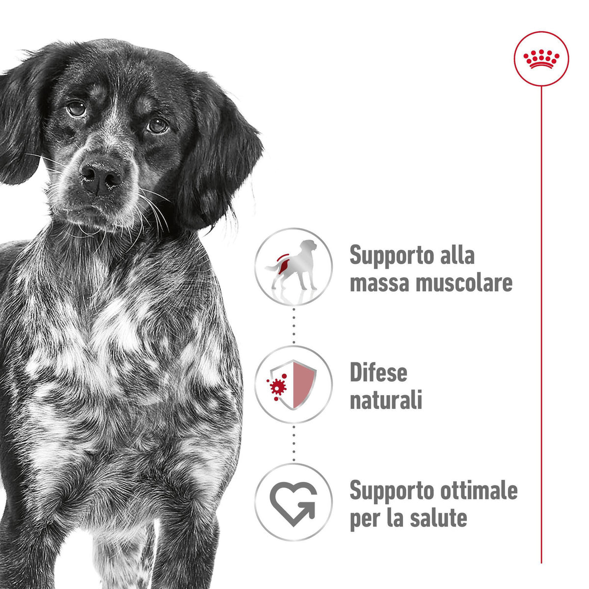Royal Canin Medium Adult 12 kg