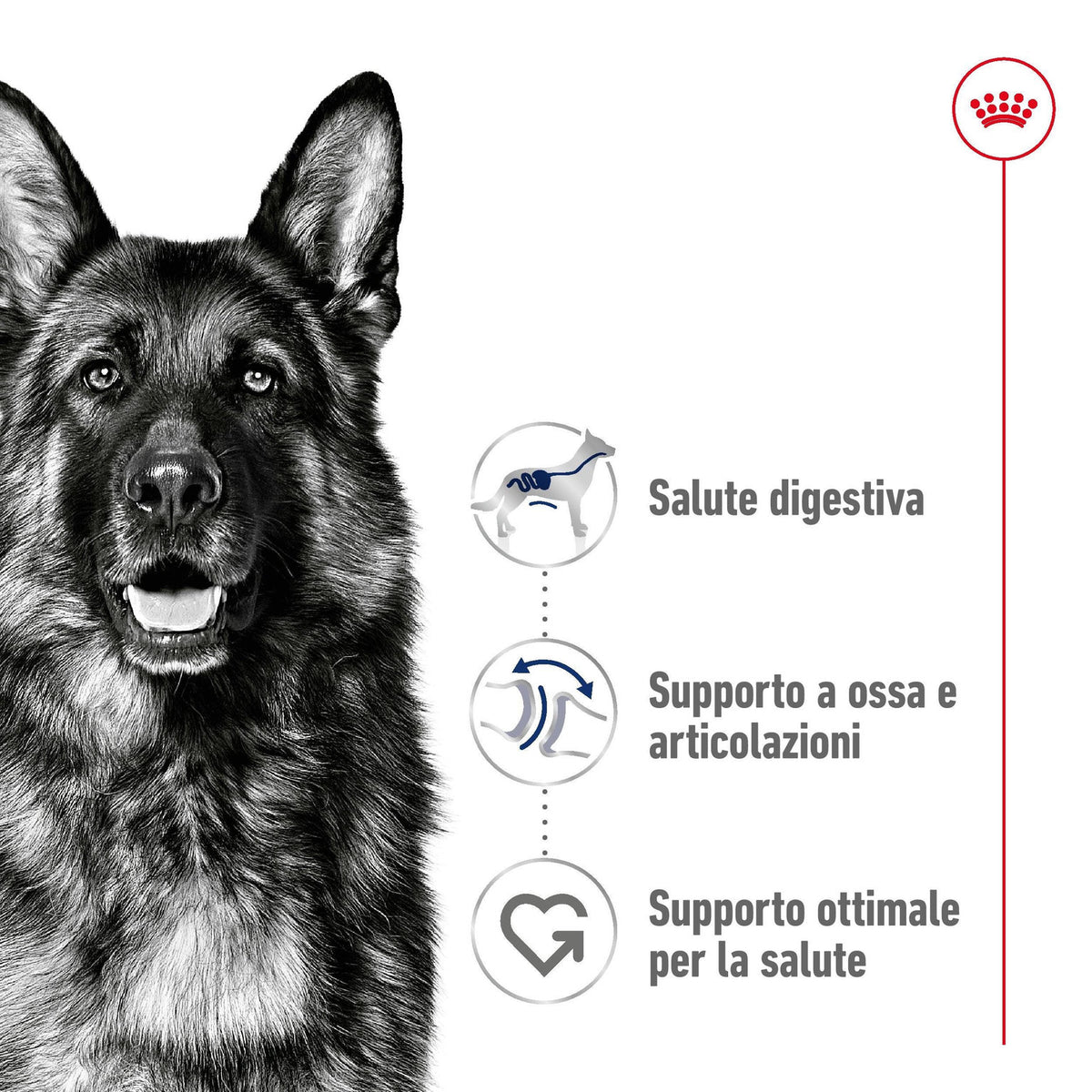 Royal Canin Maxi Adult Cane 4 kg